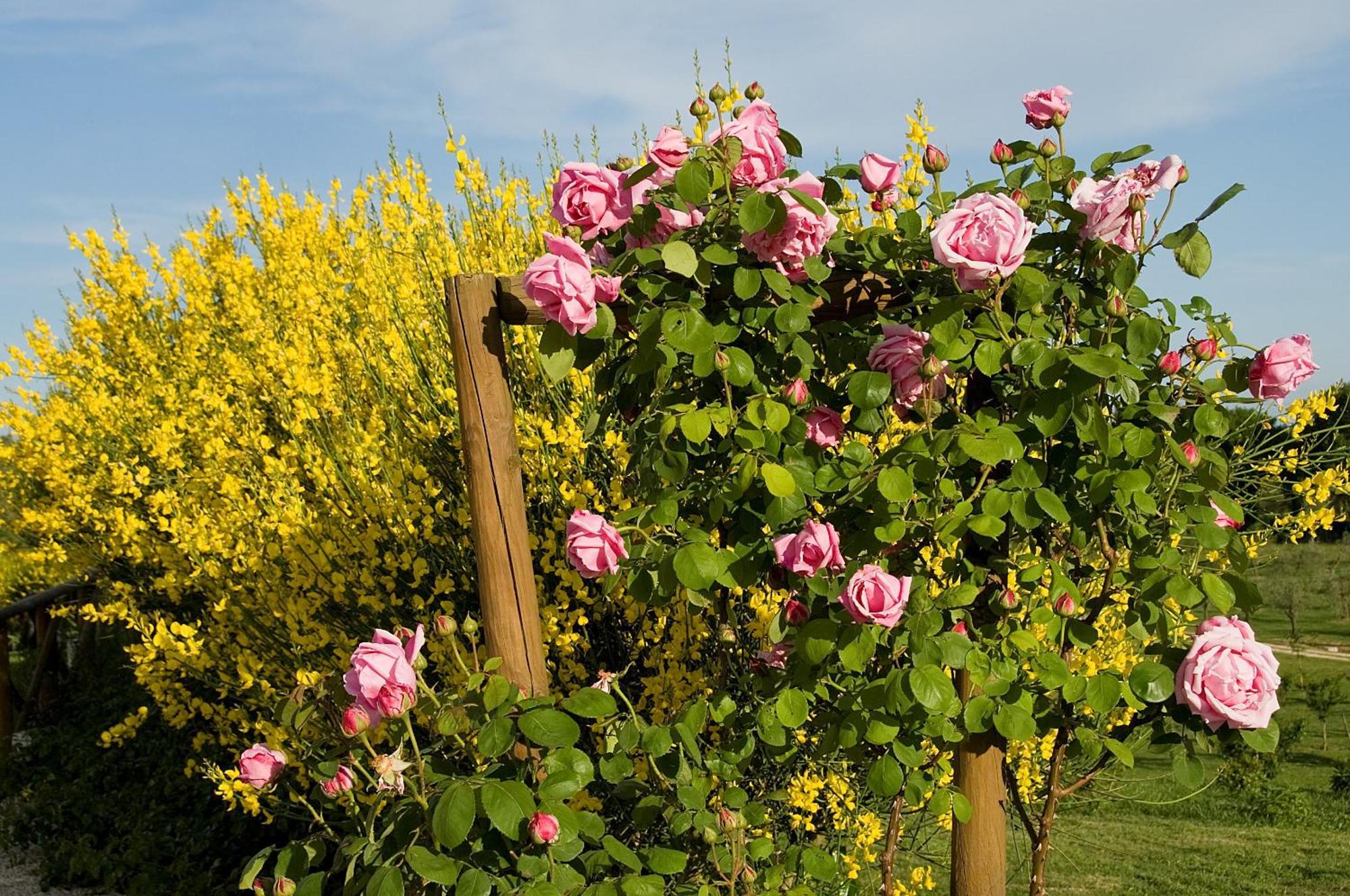 Tenuta Del Gallo Amelia Exteriör bild